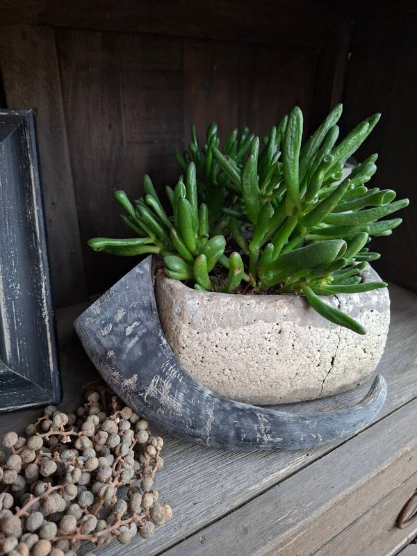 Buffel hoorn 25 cm