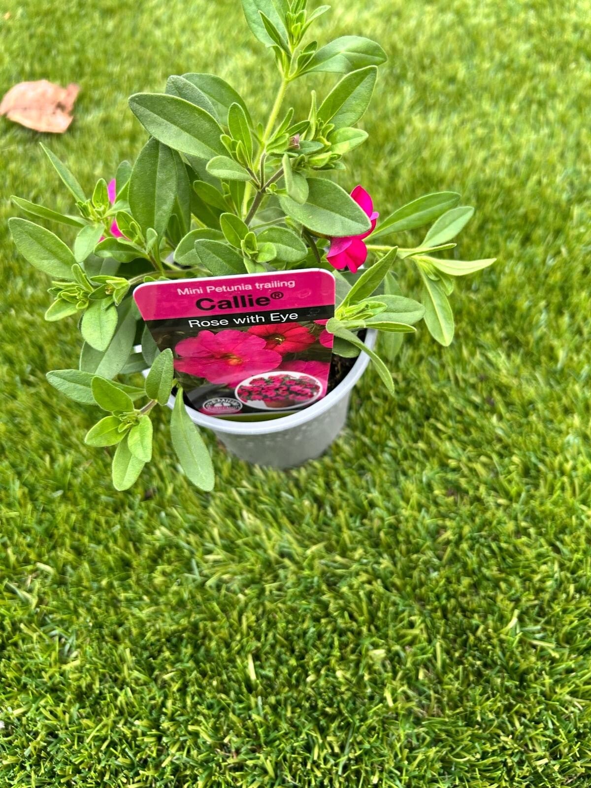 Calibrachoa