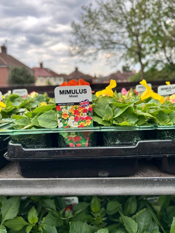Mimulus