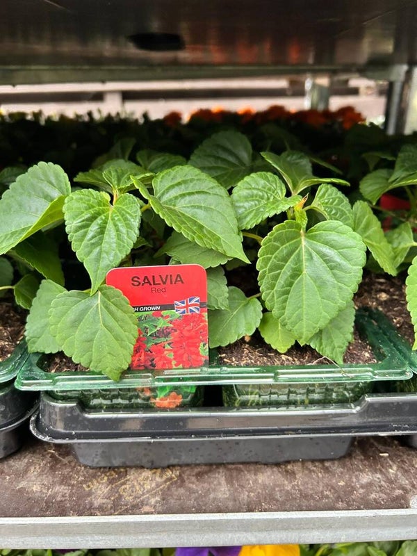 Salvia