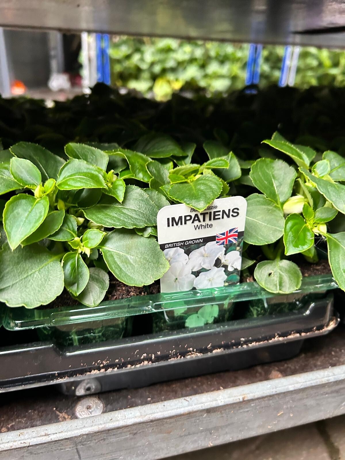 Impatients