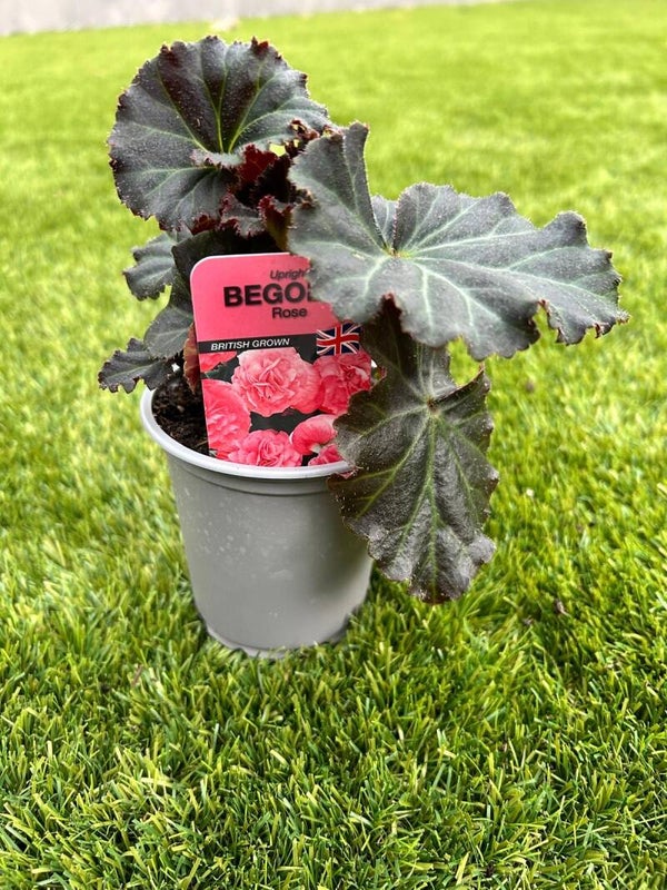 Begonia