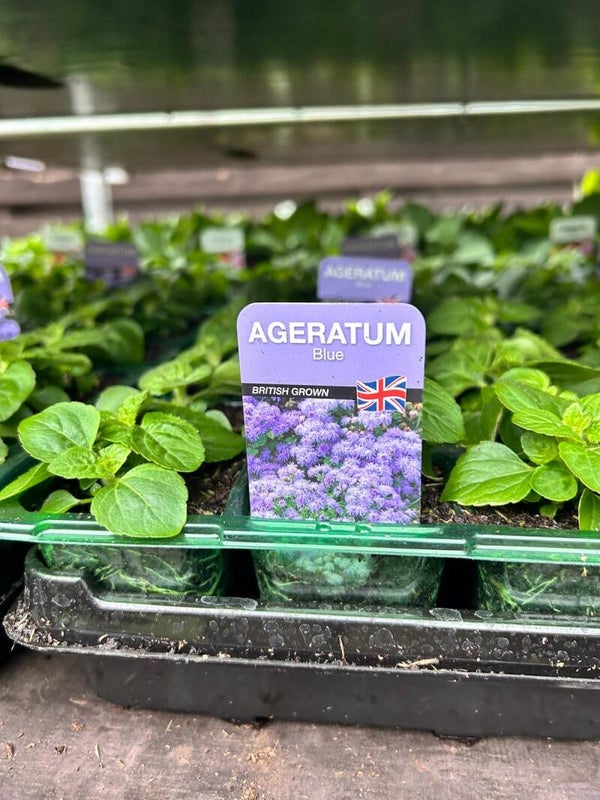 Ageratum