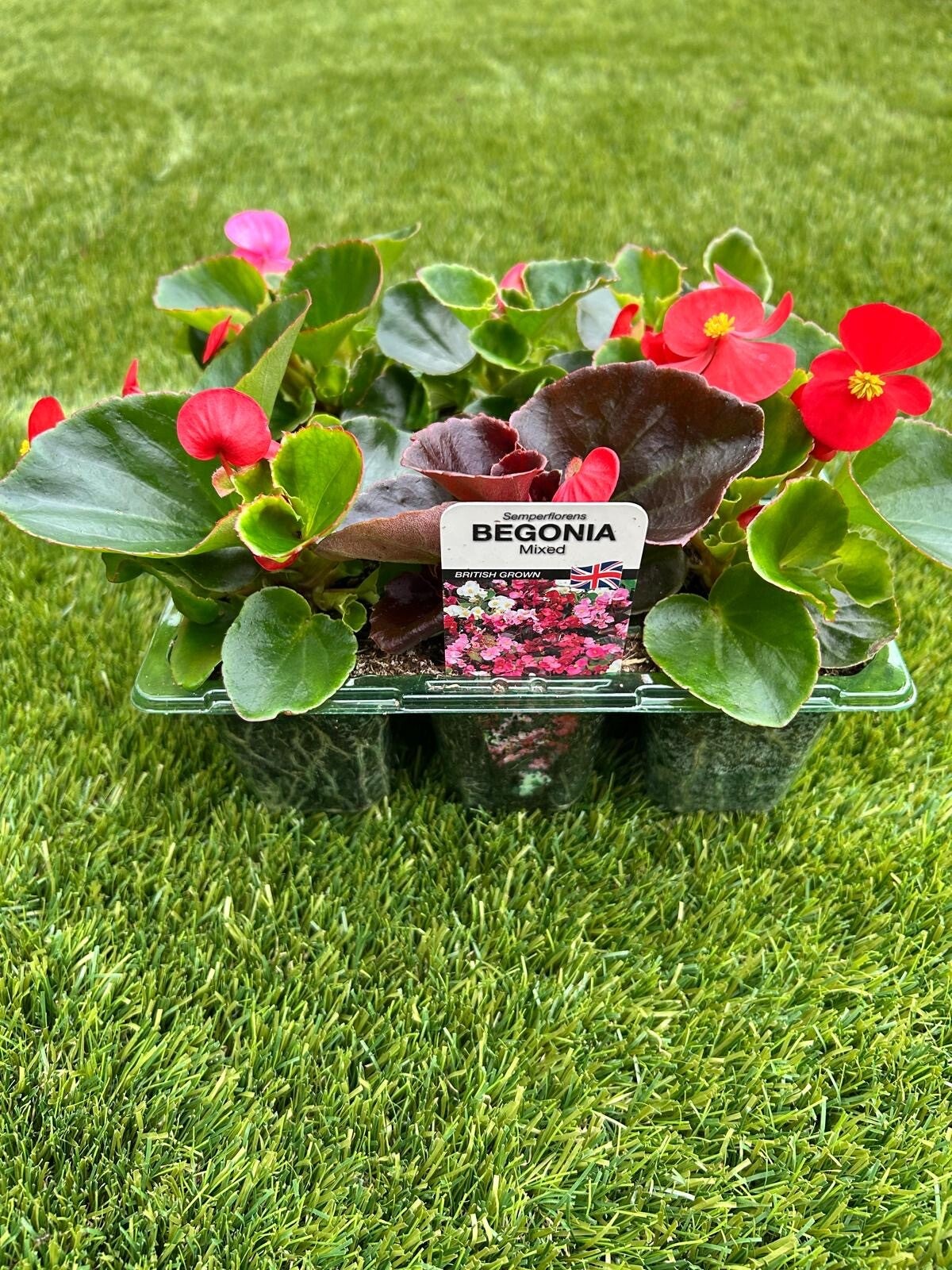 Begonia