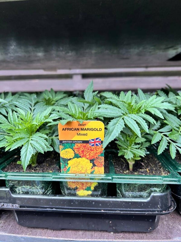 African Marigold