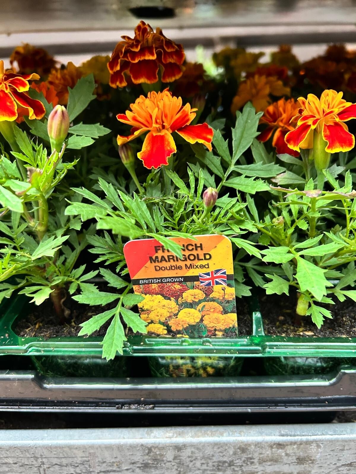French Marigold