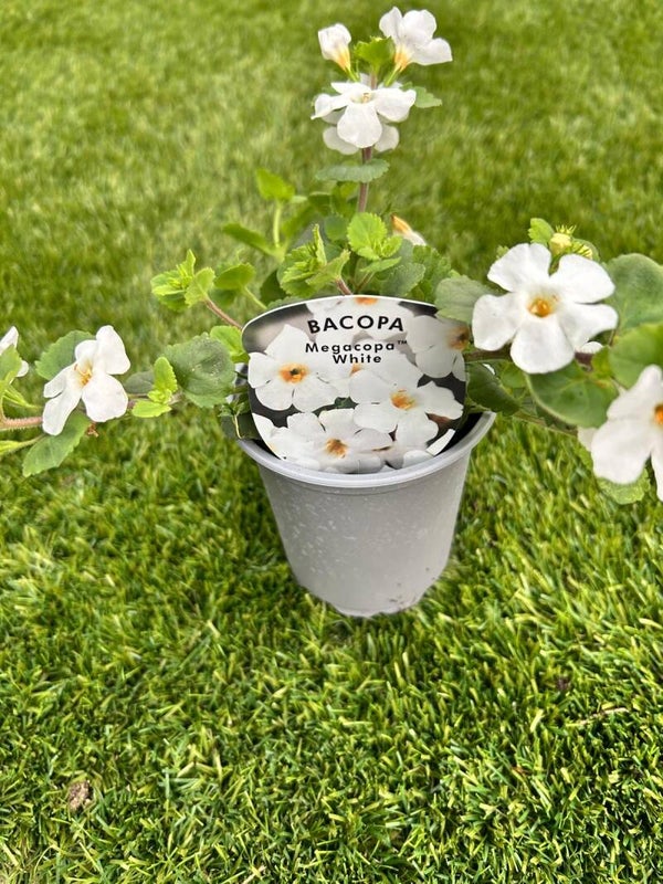 Bacopa