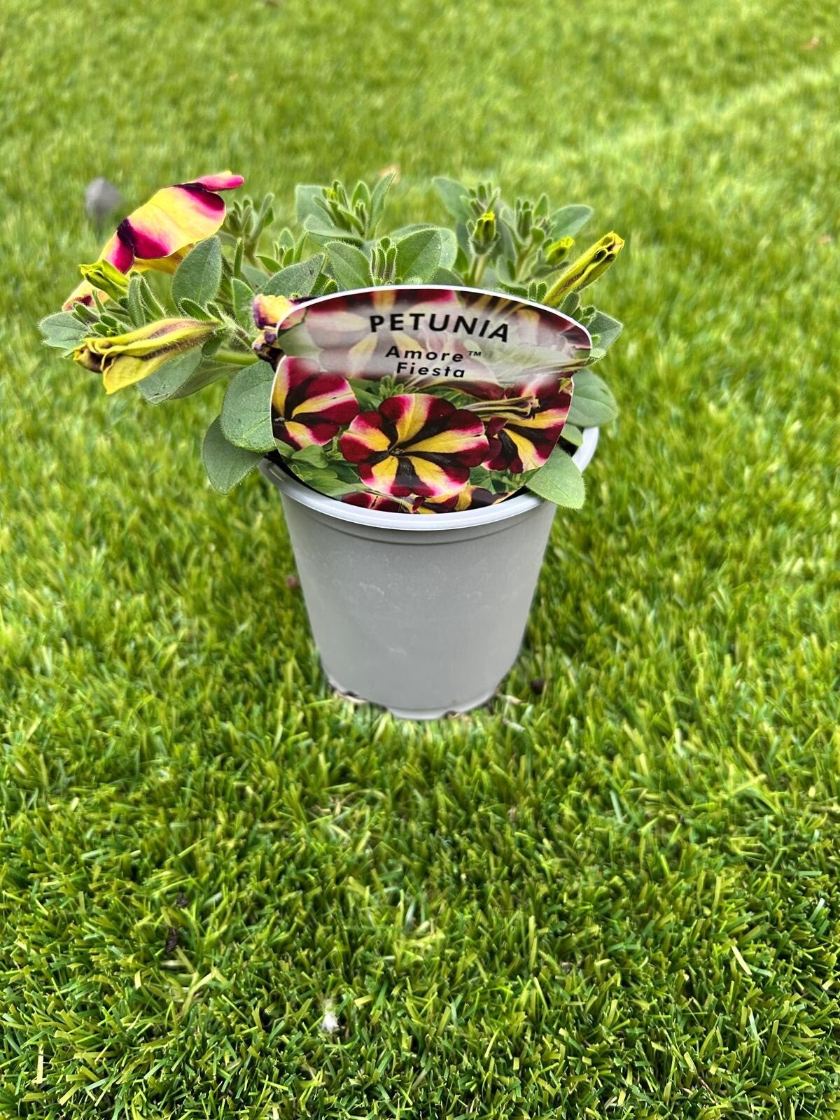 Trailing petunia