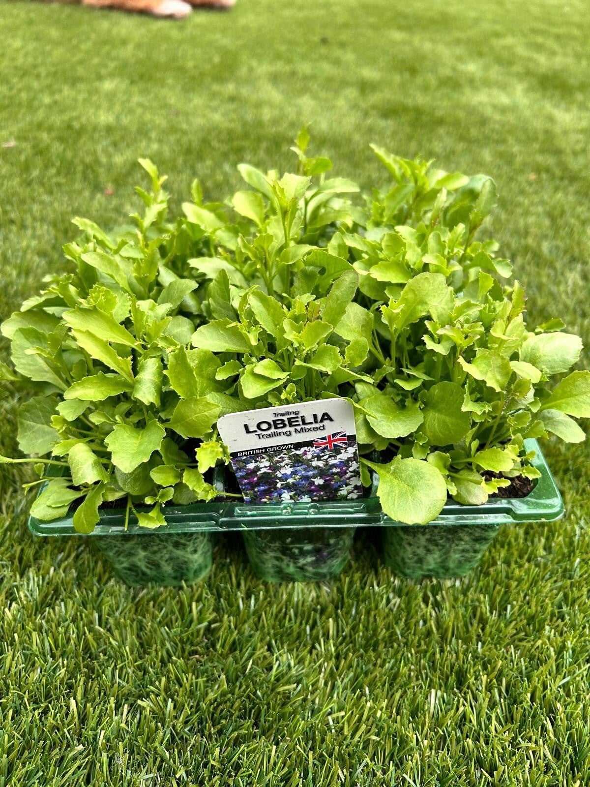 Lobelia