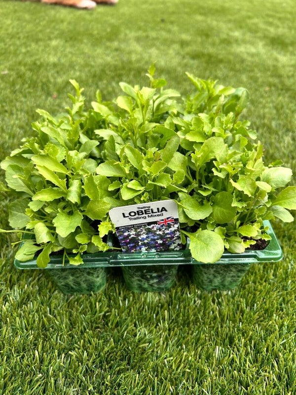 Lobelia