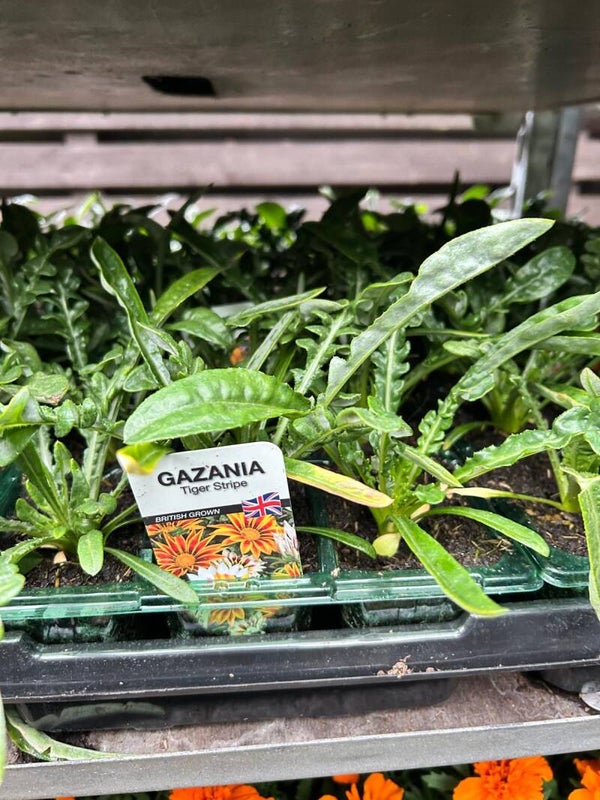 Gazania