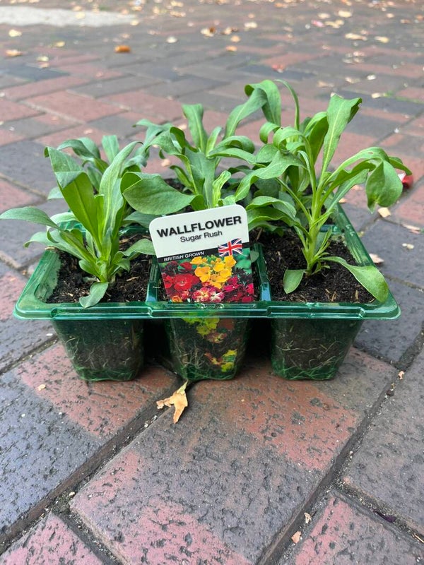 Wallflower