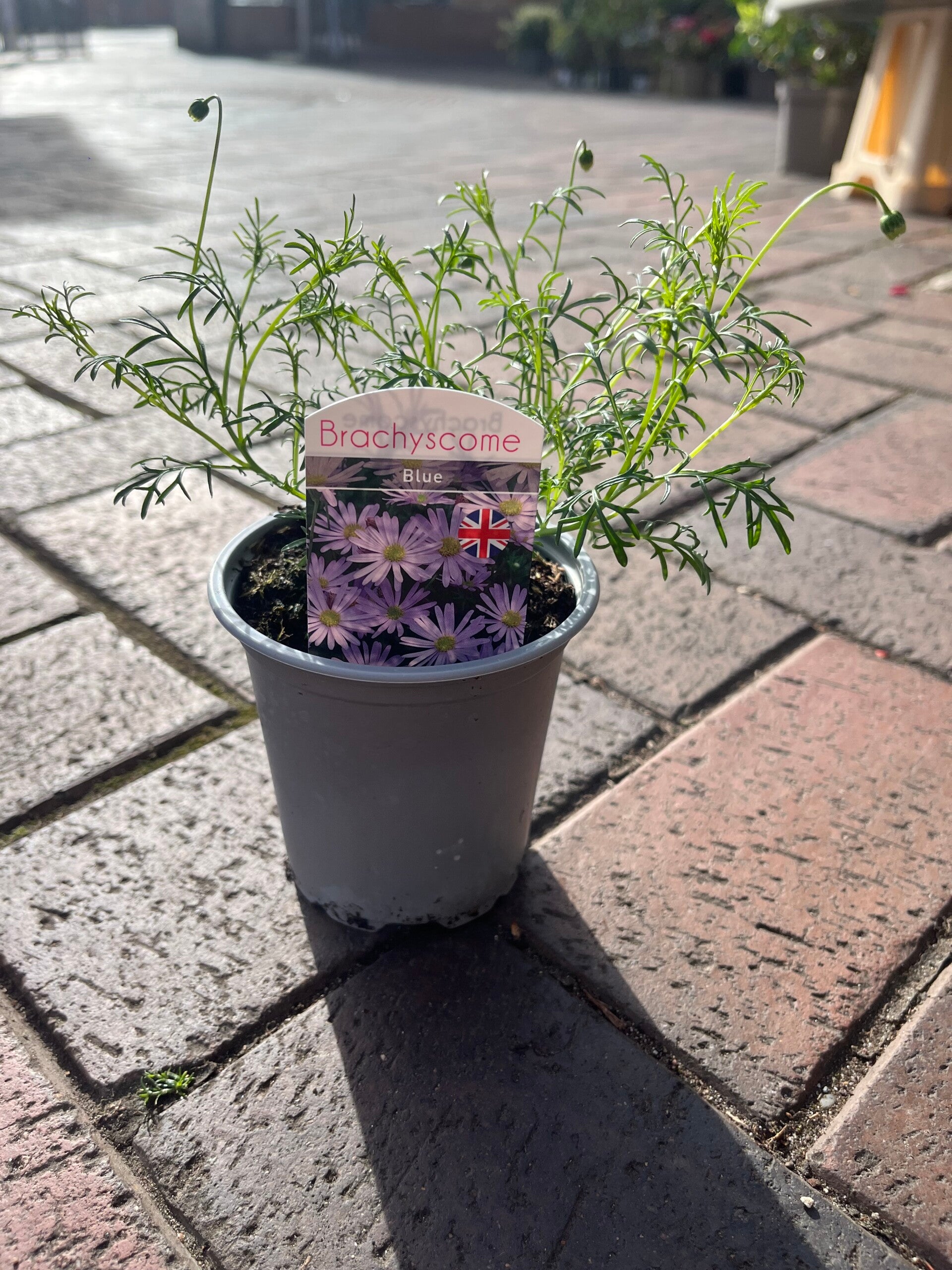 Brachyscome