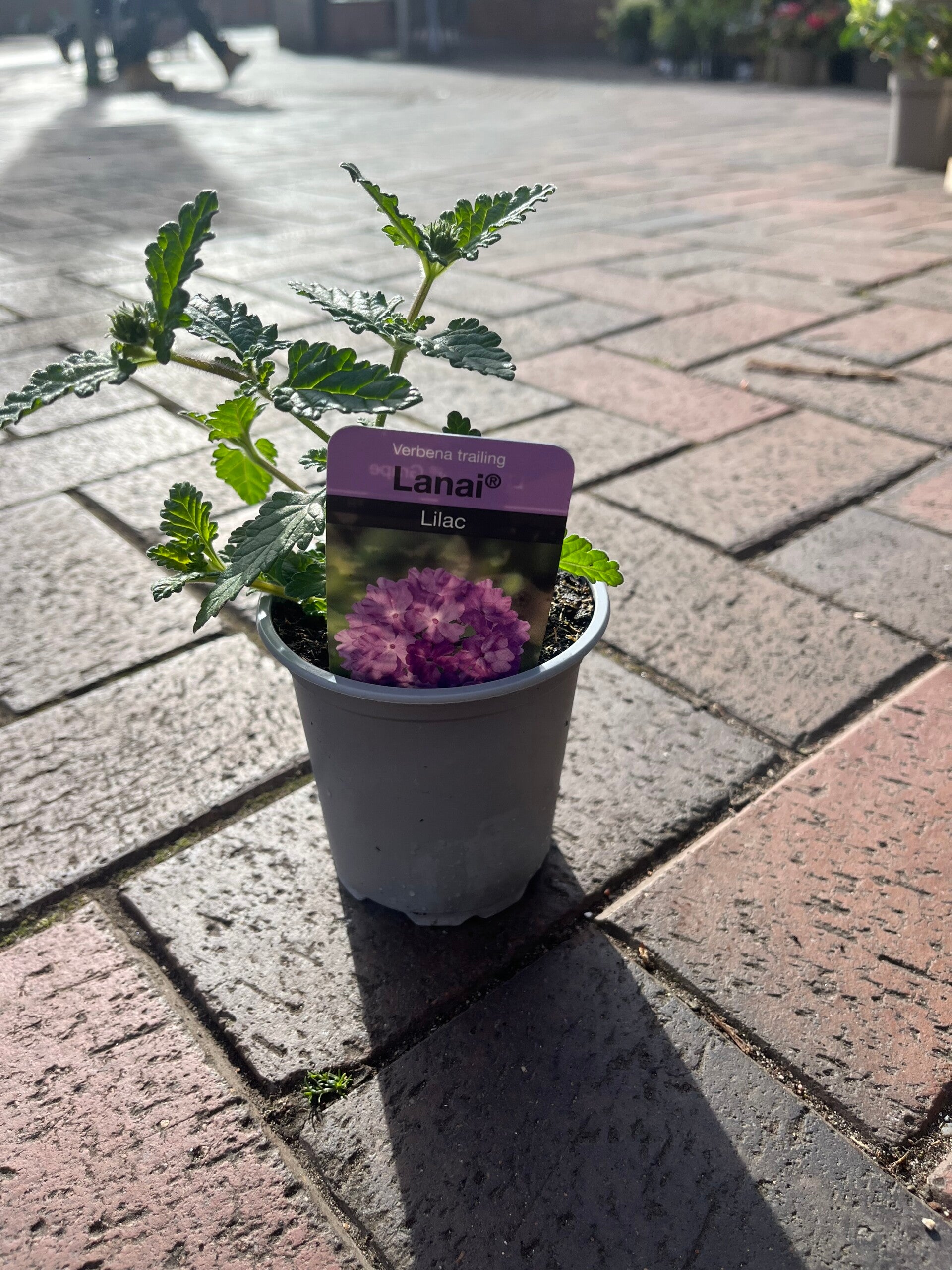 Trailing verbena