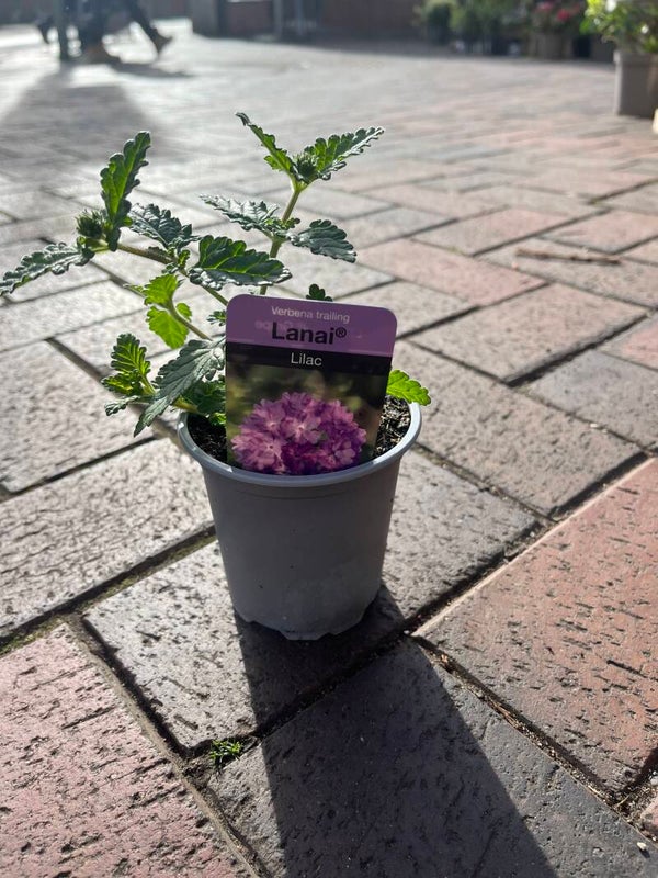 Trailing verbena