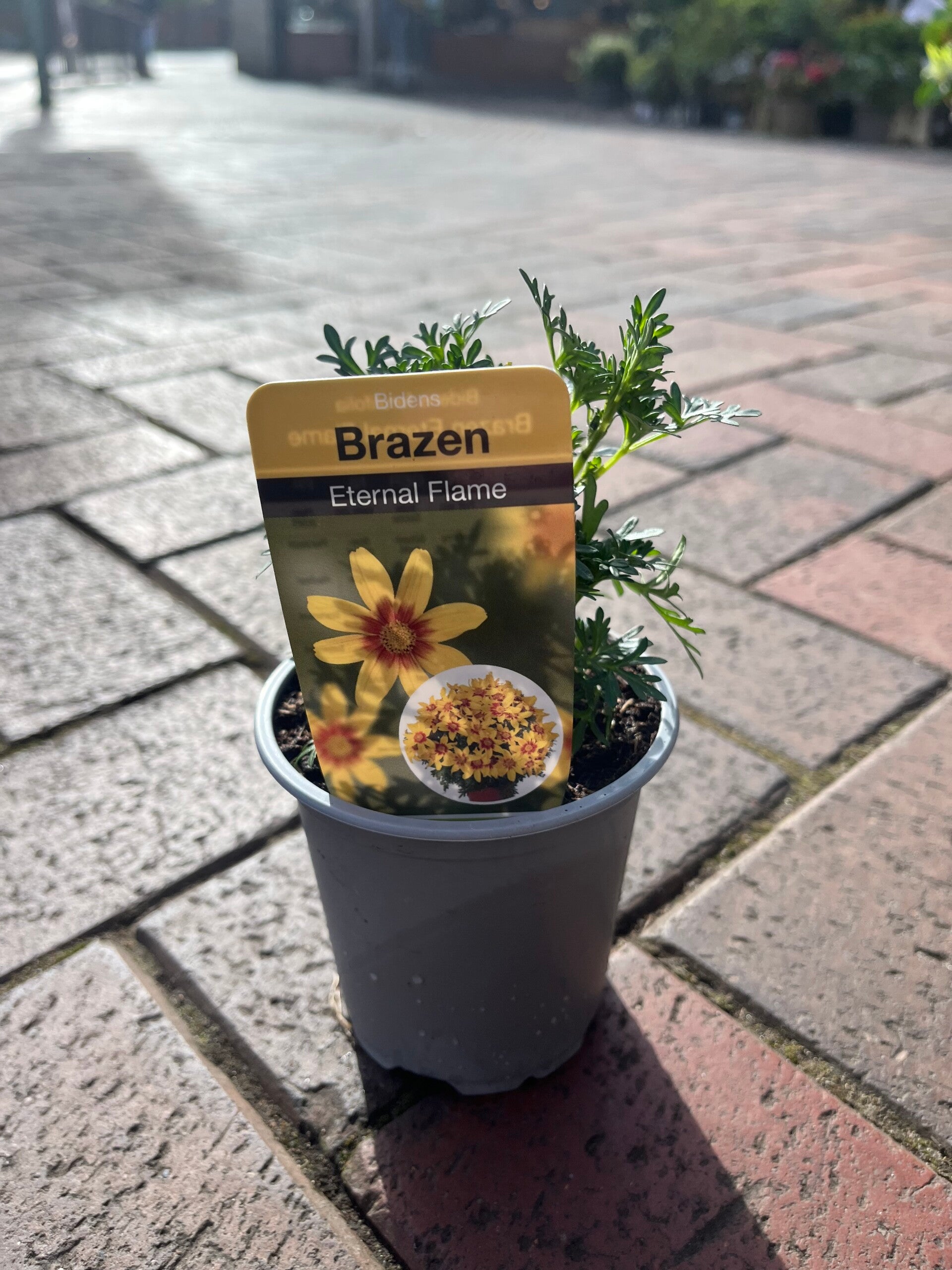 Bidens