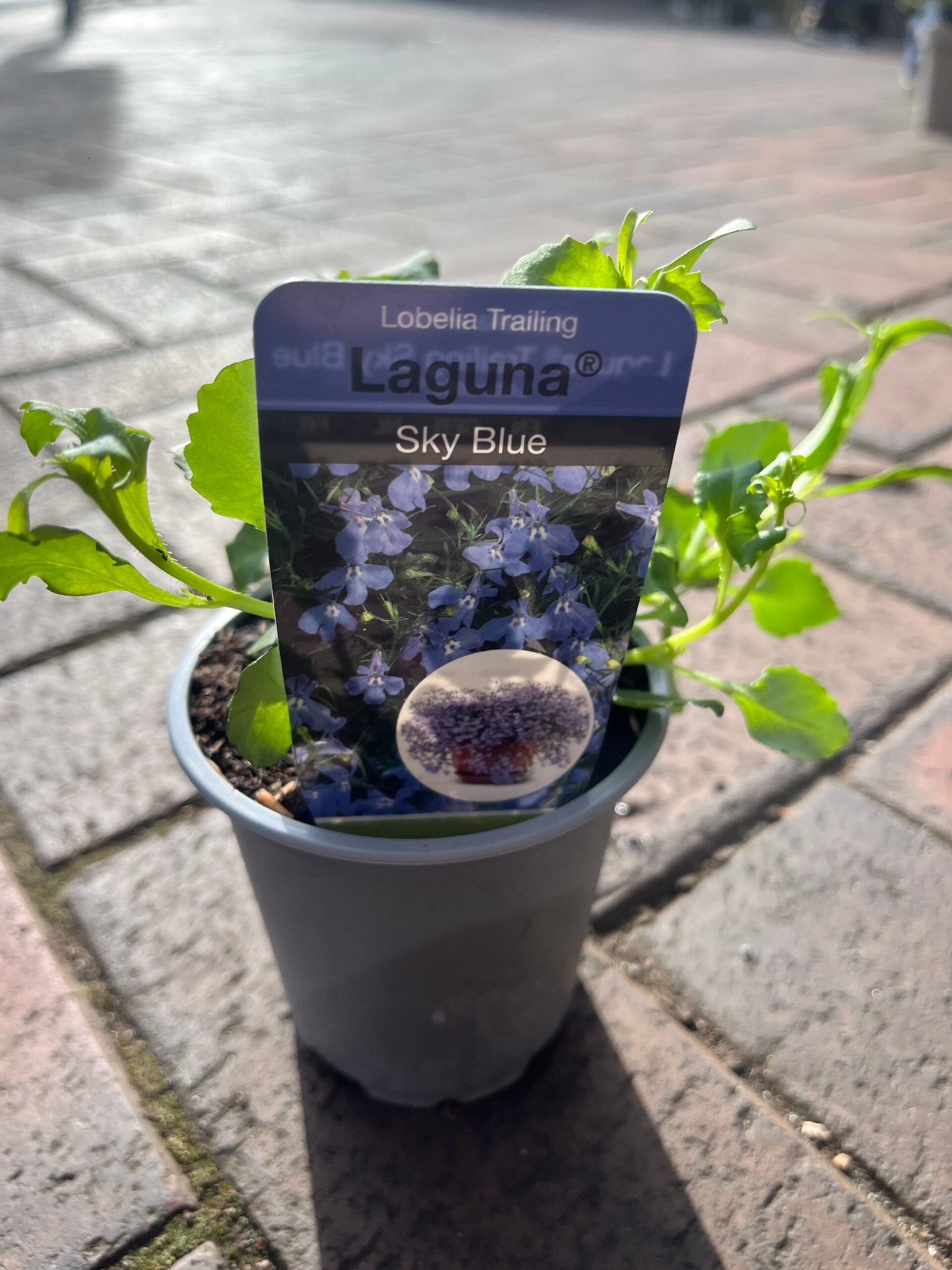 Trailing lobelia