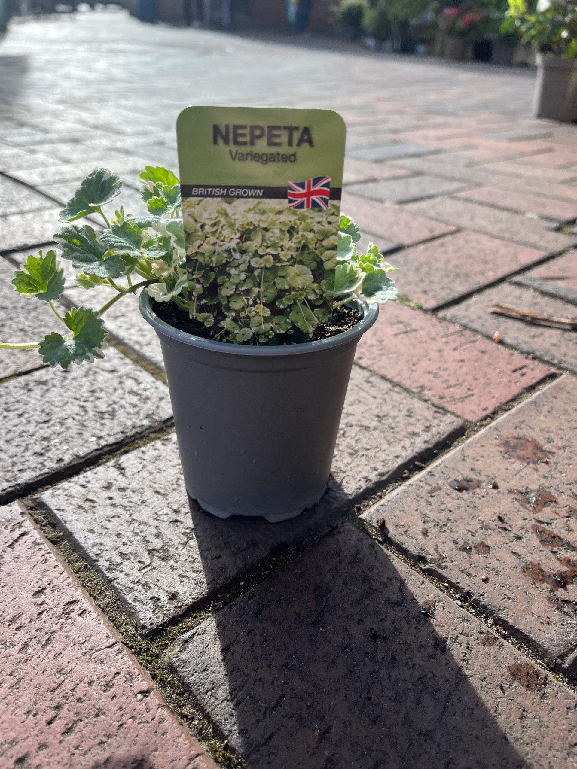 Nepeta