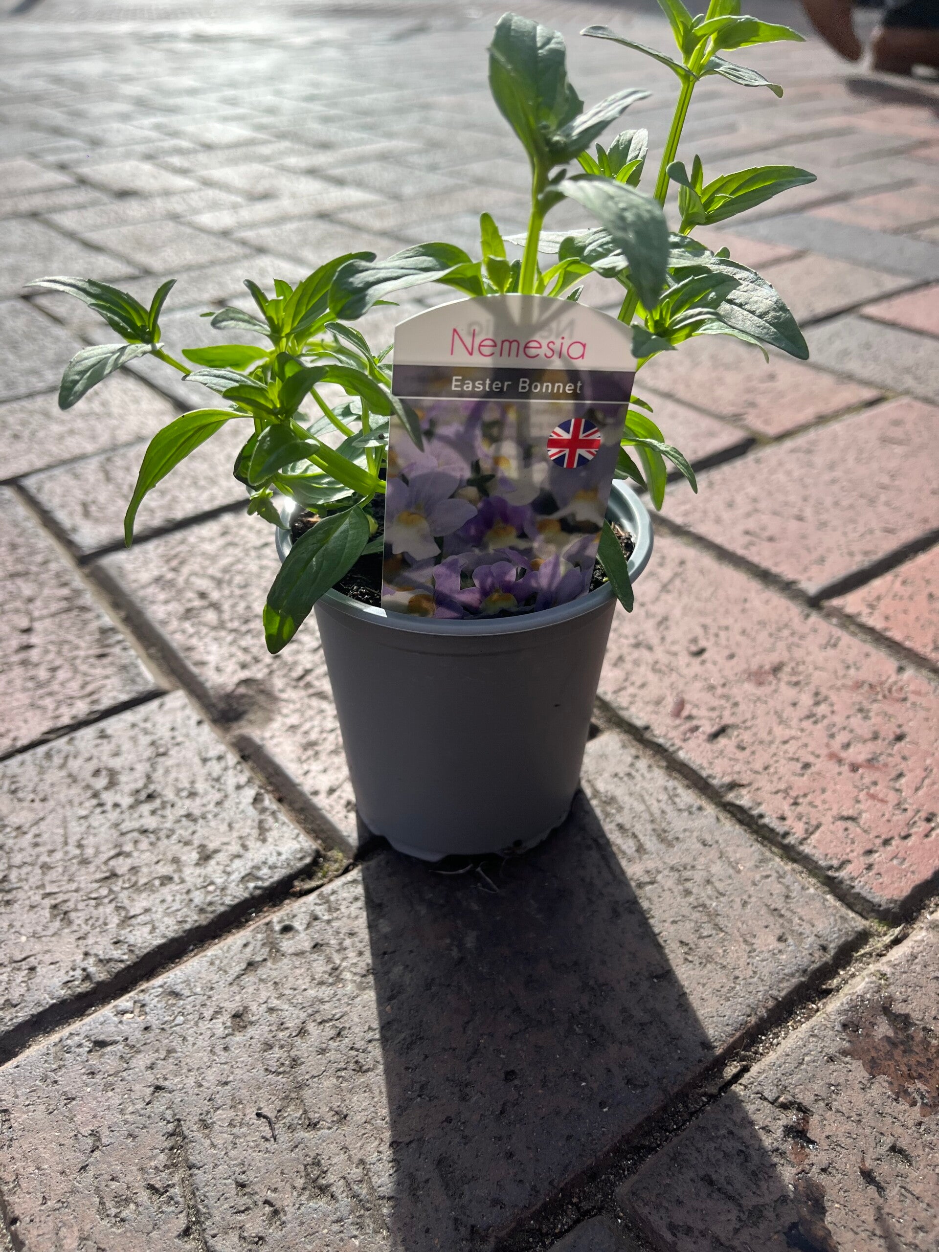 Nemesia