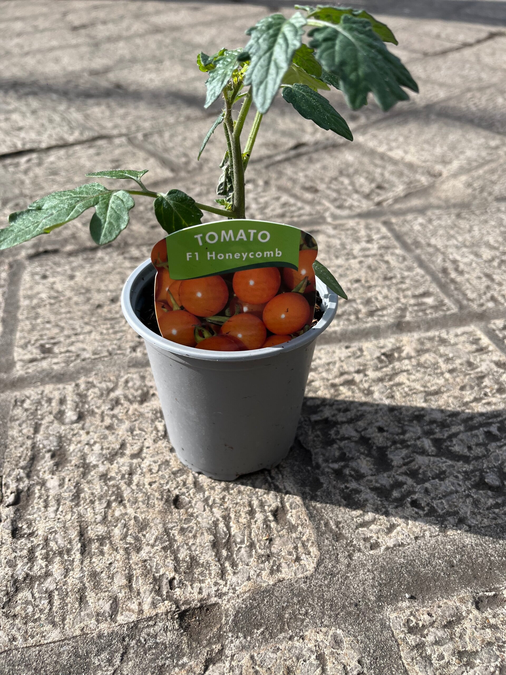 Tomato