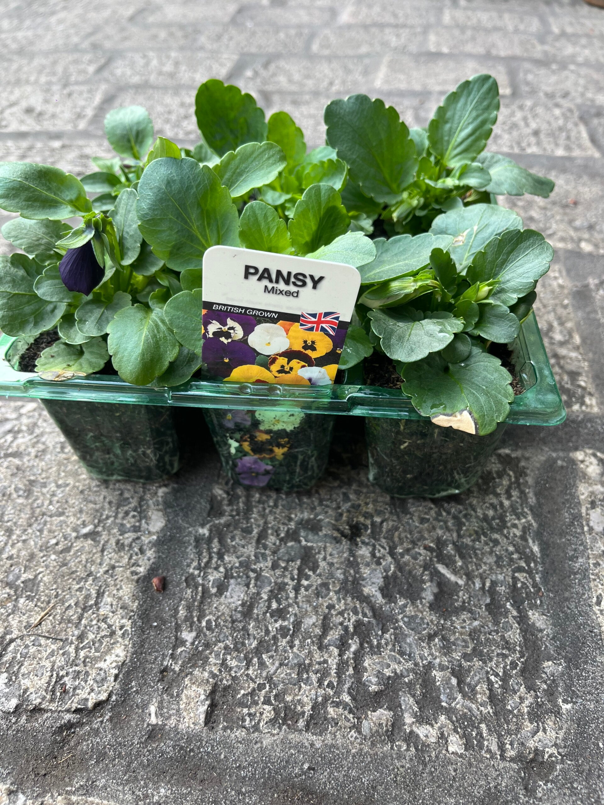 Pansy