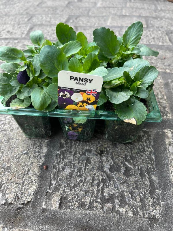 Pansy