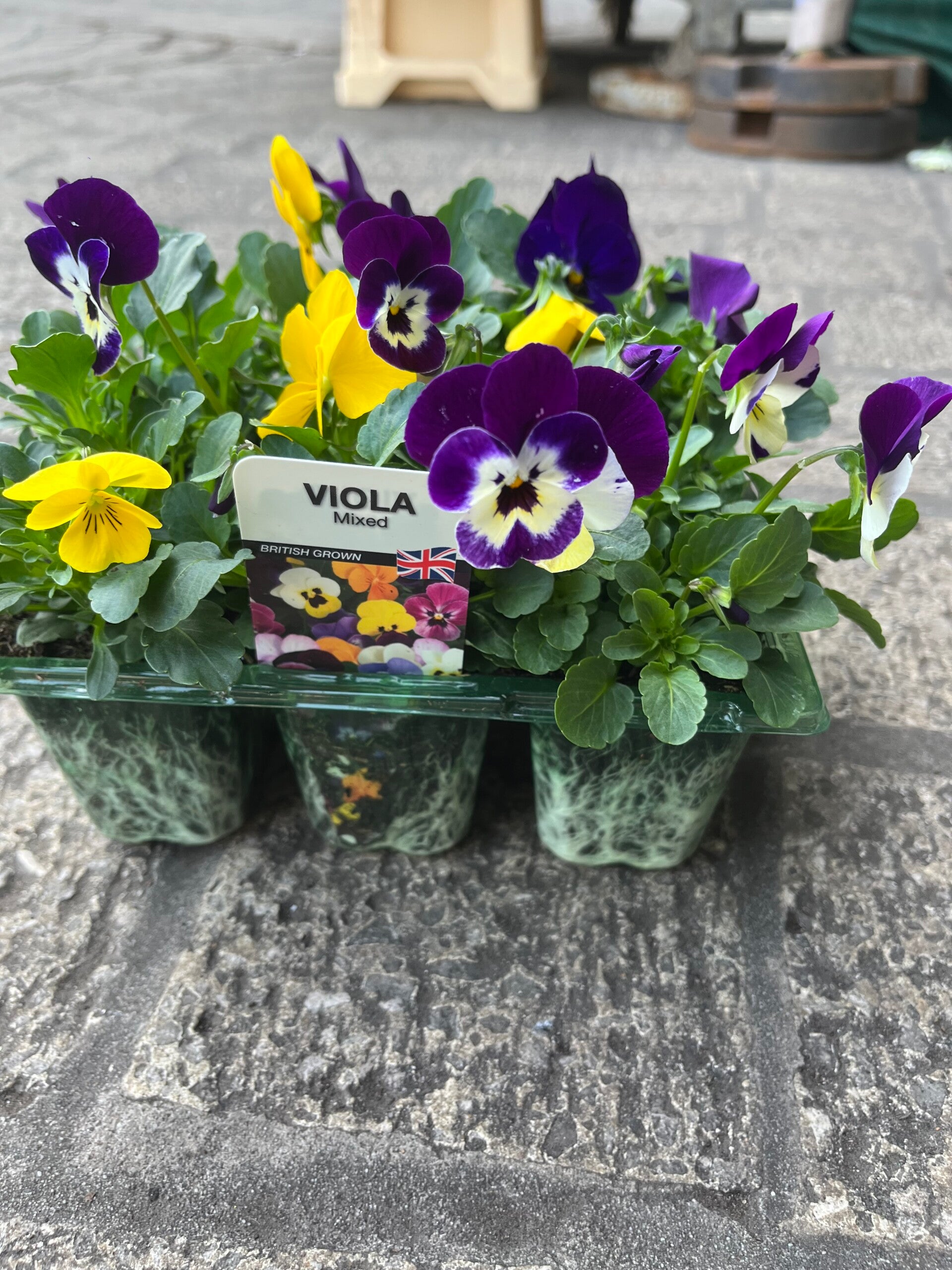 Viola