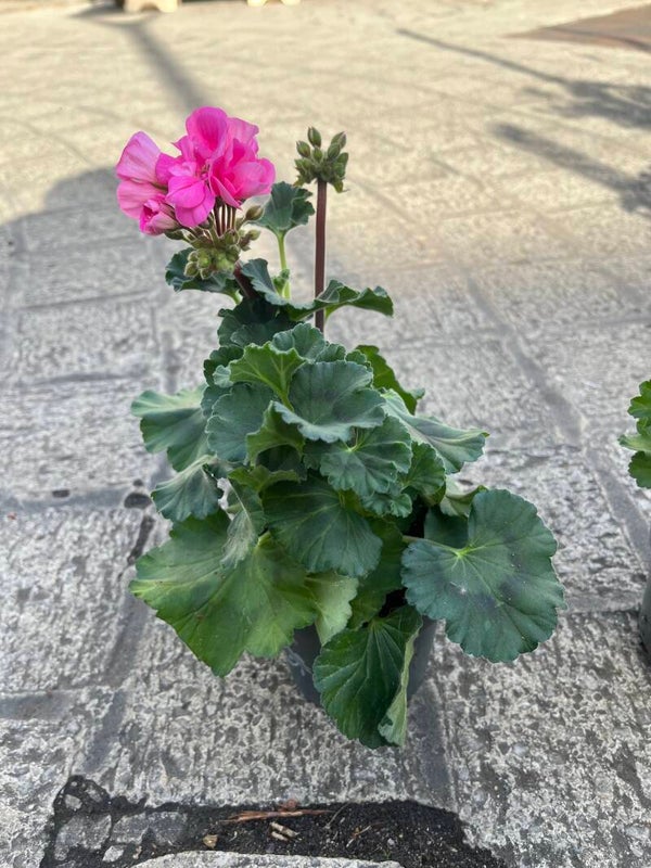 Geranium