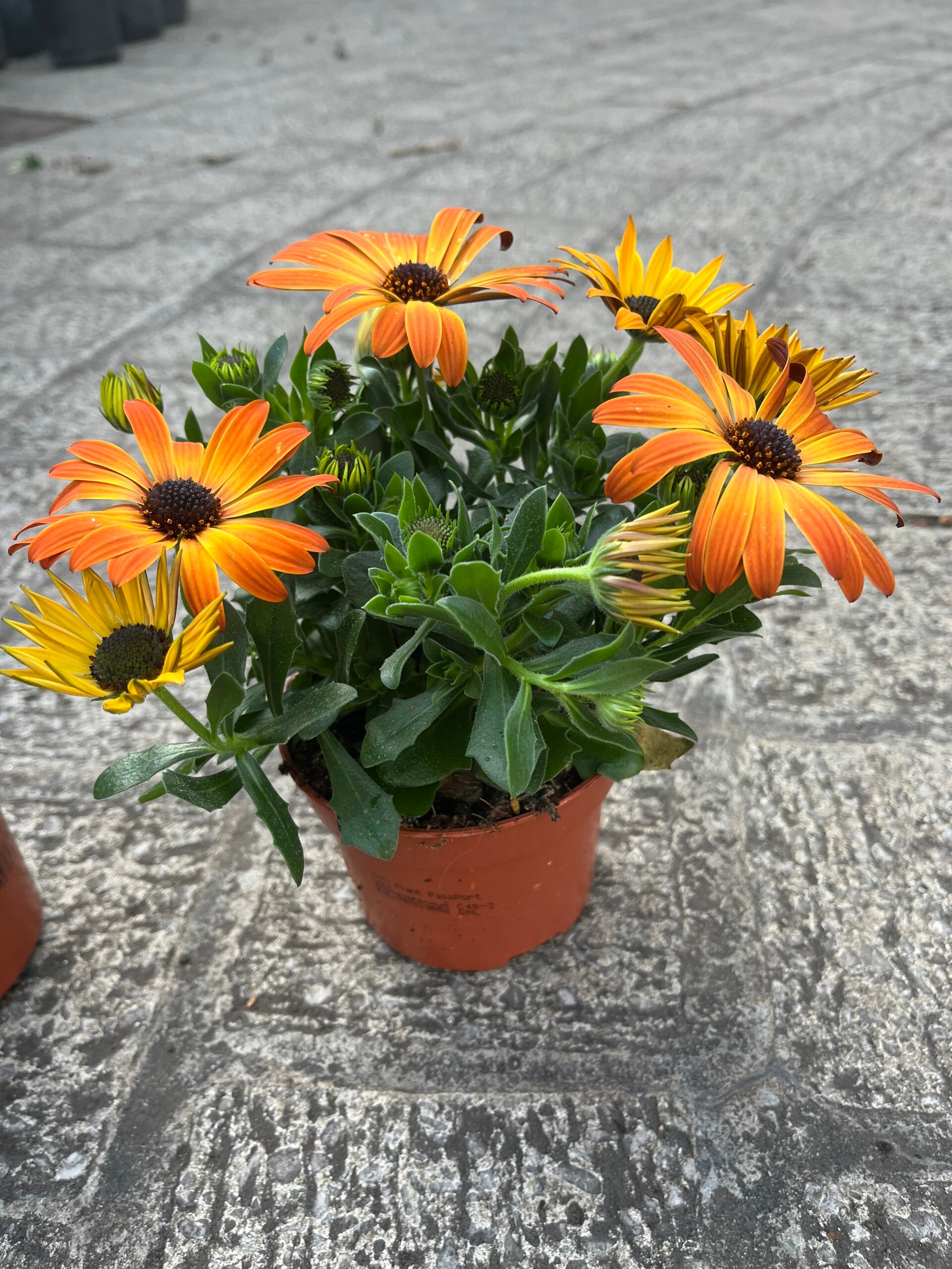 Osteospermum