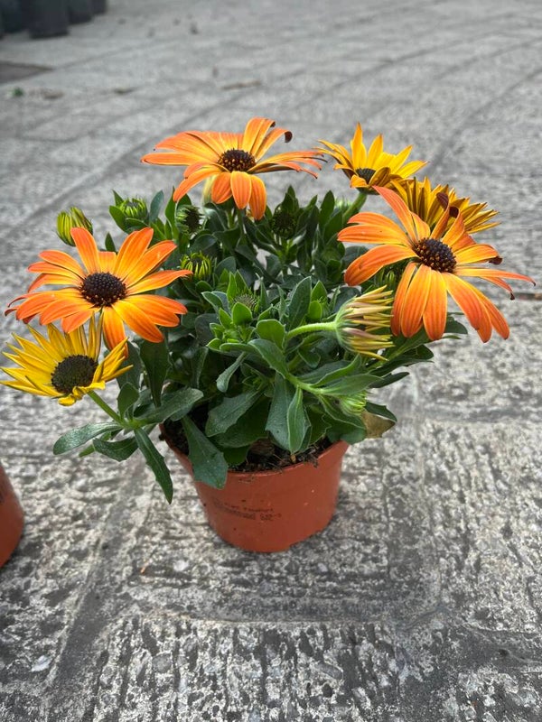 Osteospermum