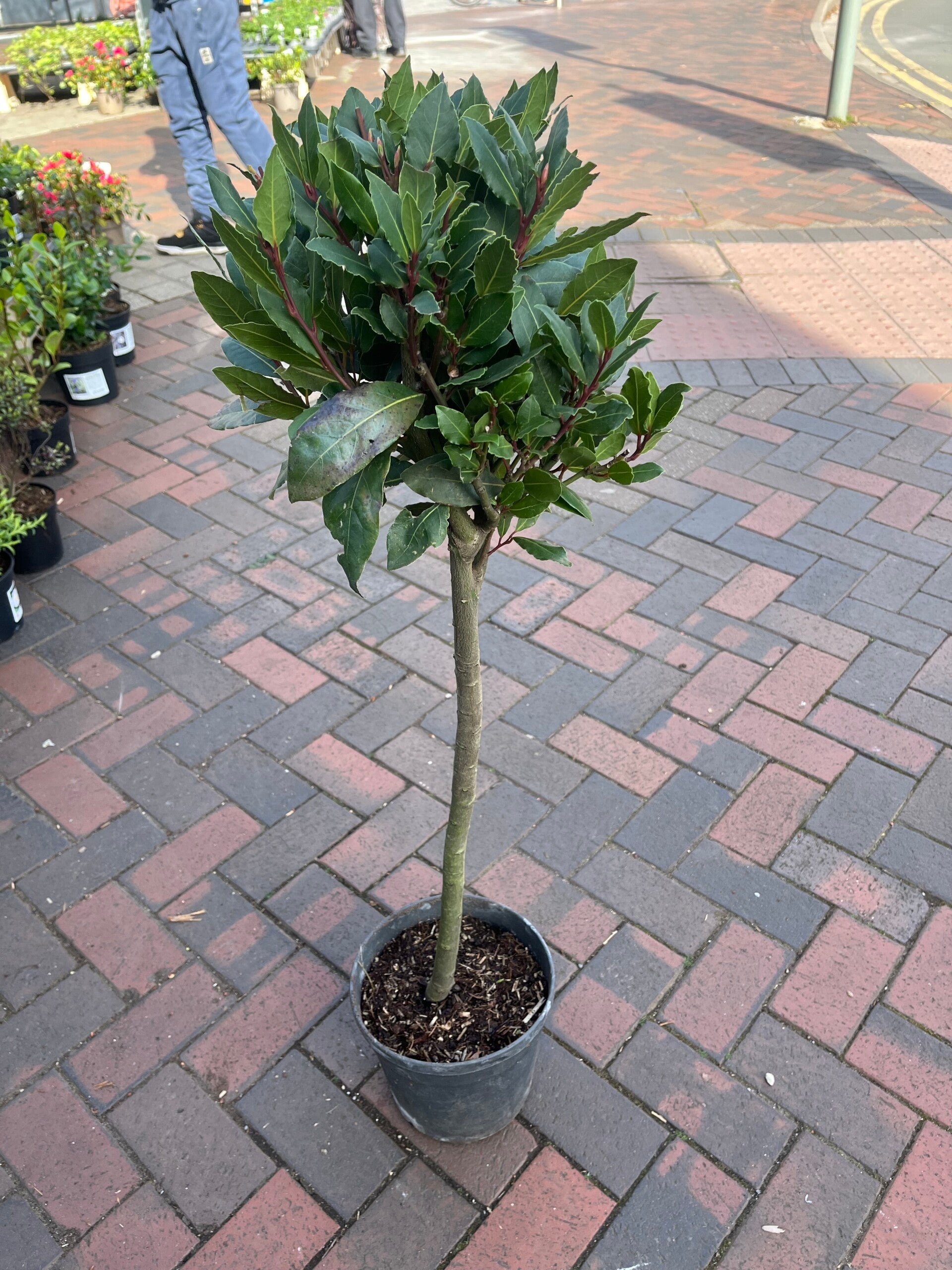 Bay tree