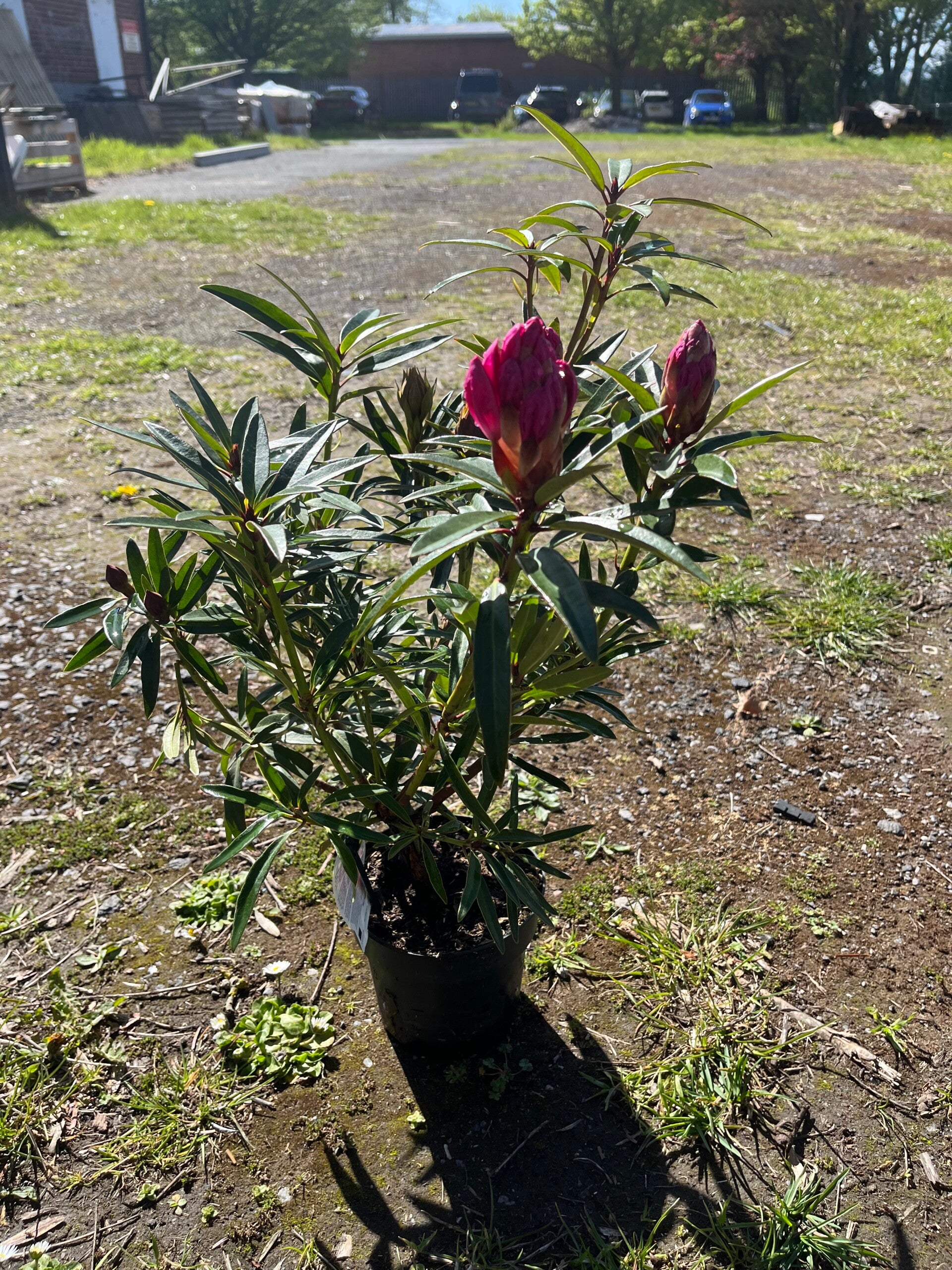 Rhododendron