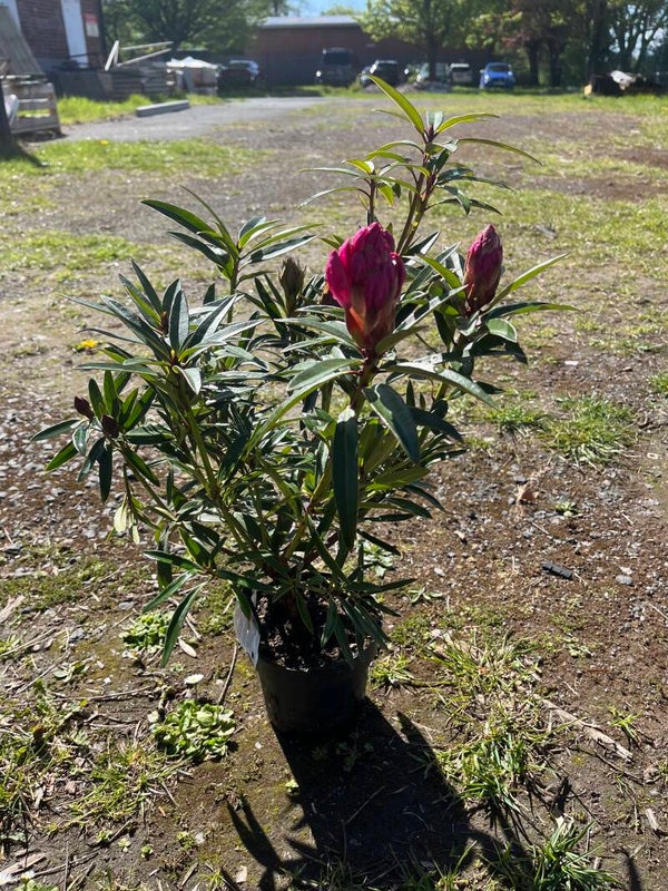 Rhododendron