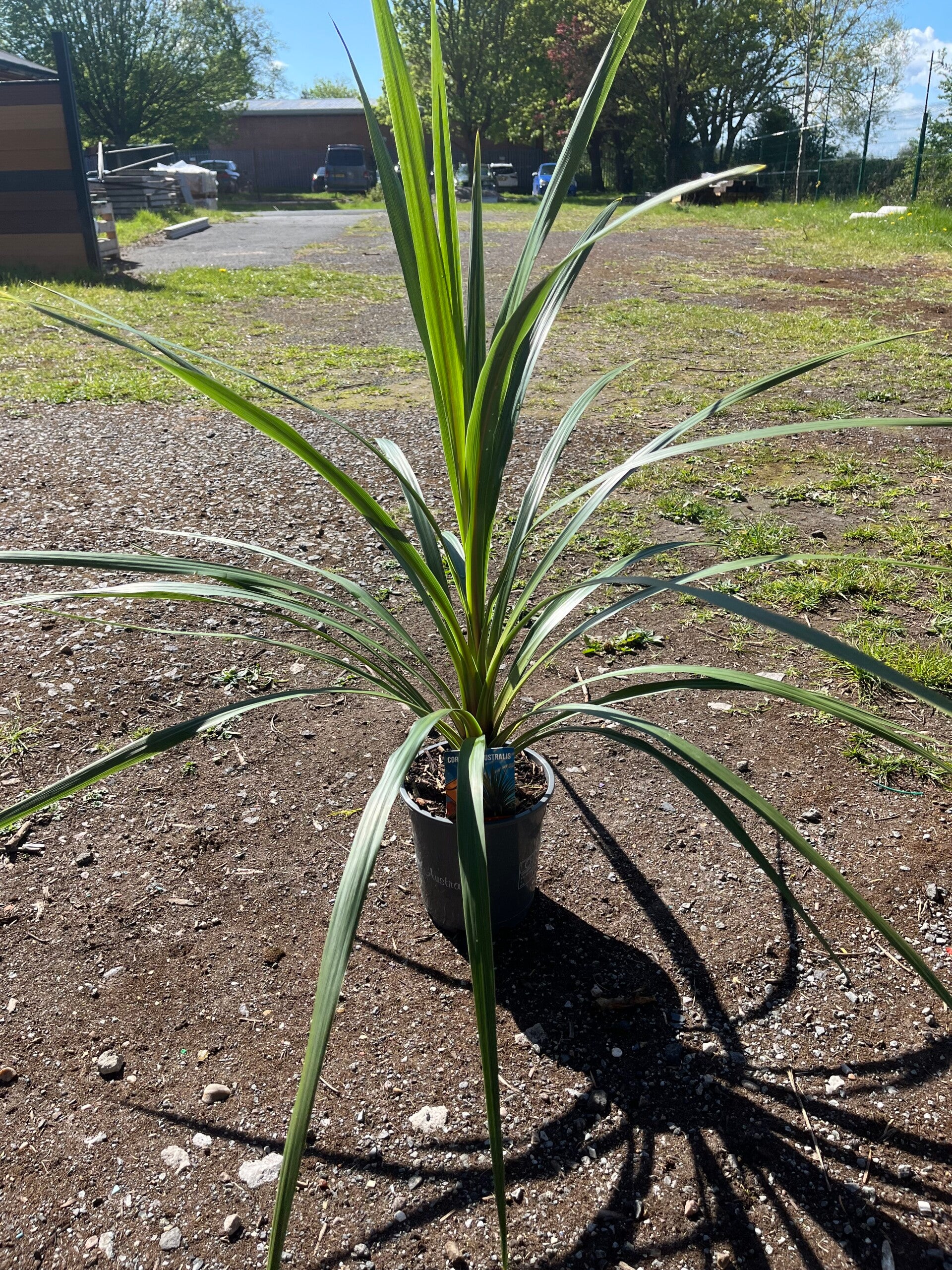 Cordyline