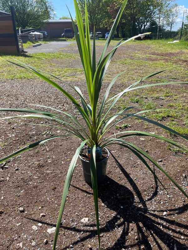 Cordyline