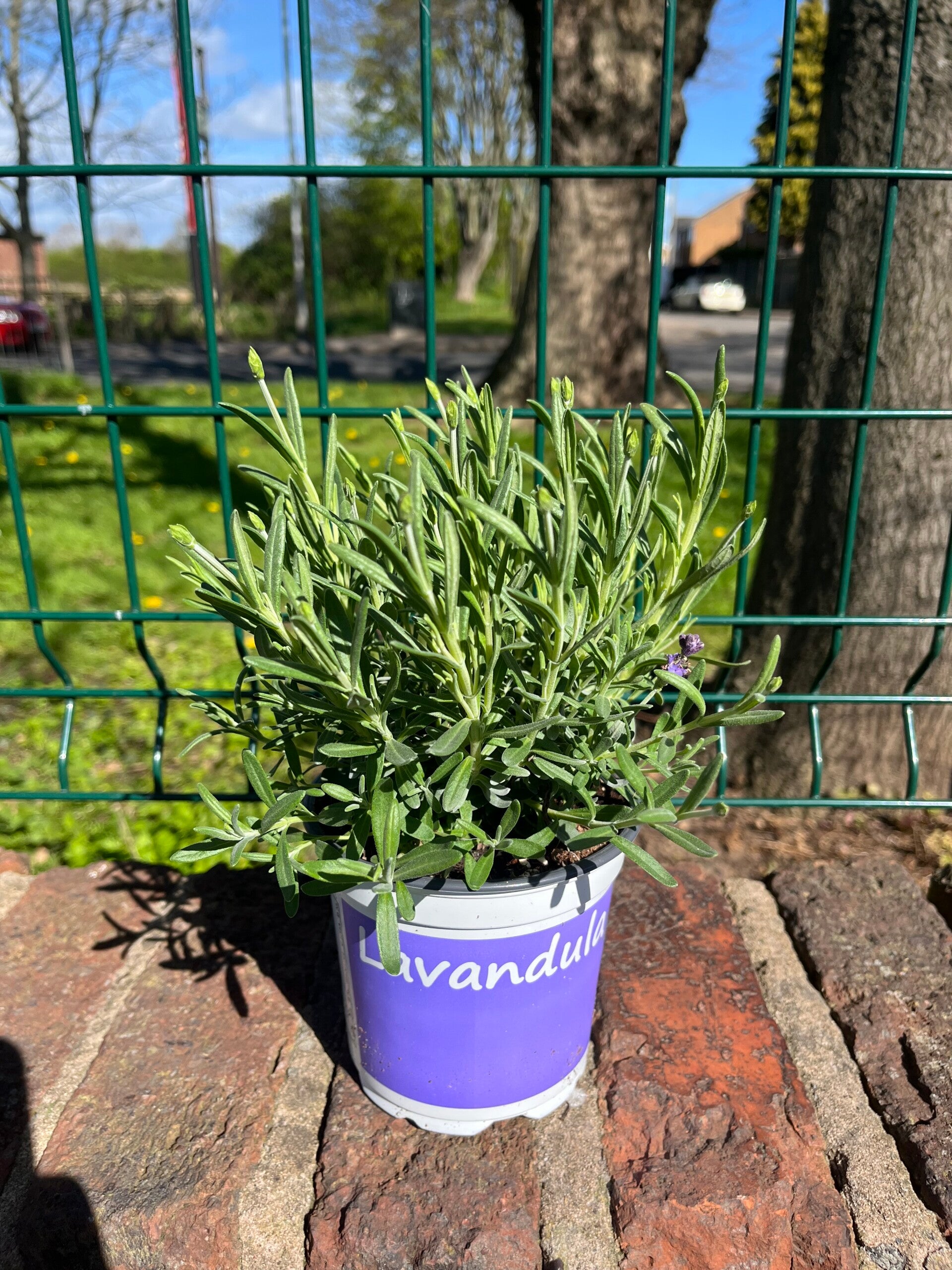 Lavender