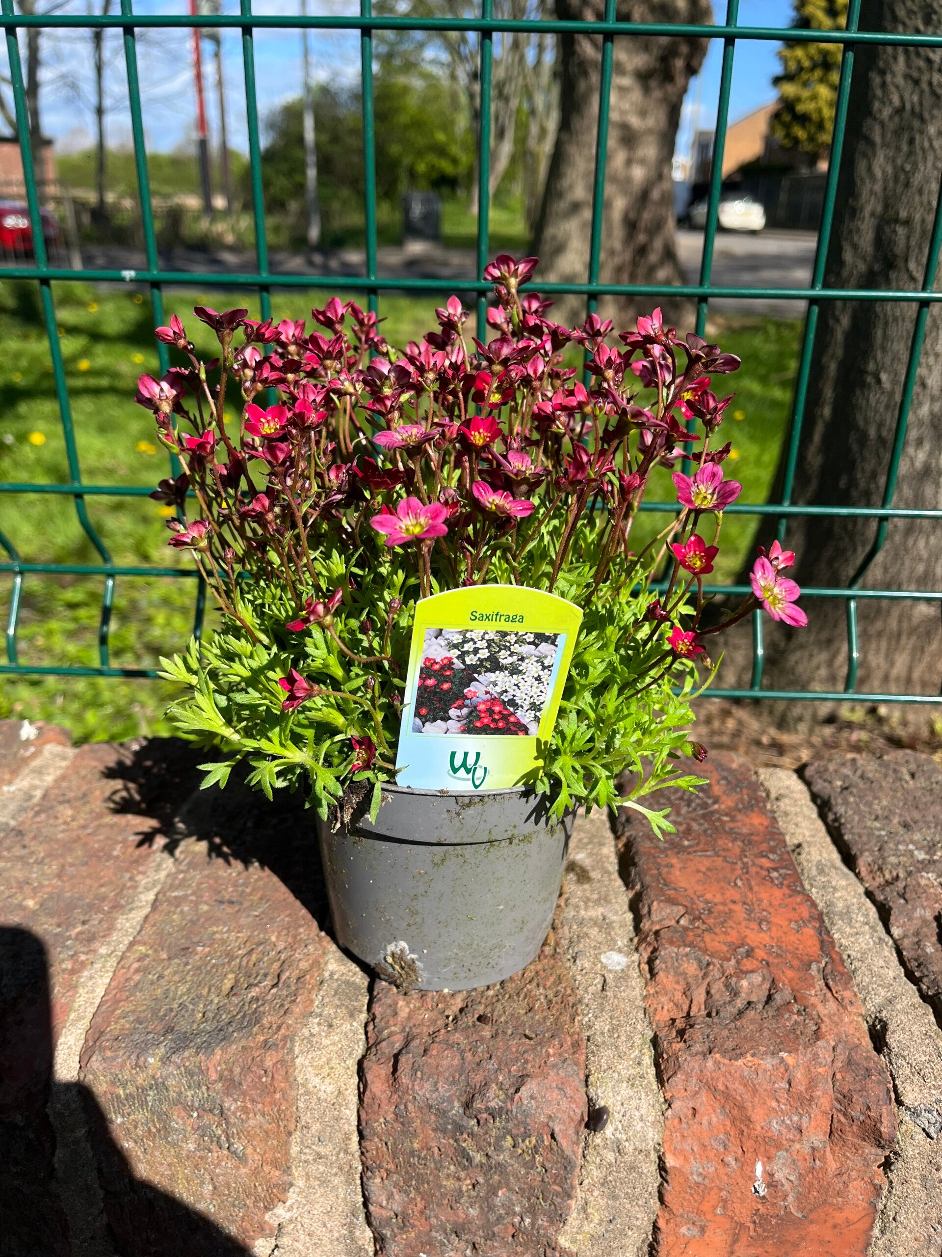 Saxifraga