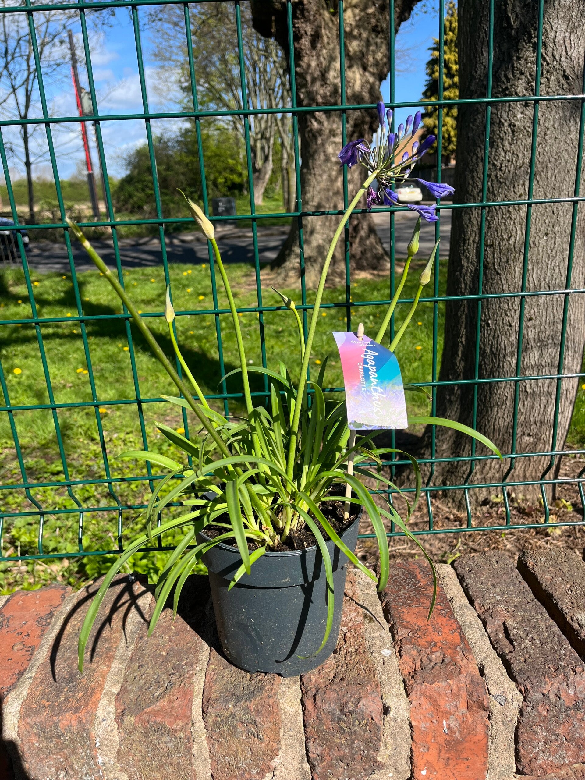 Agapanthus