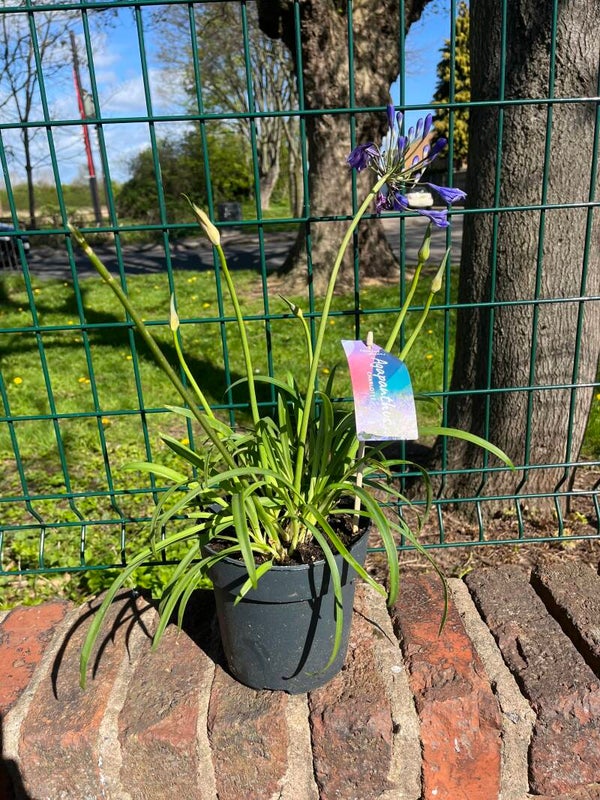 Agapanthus