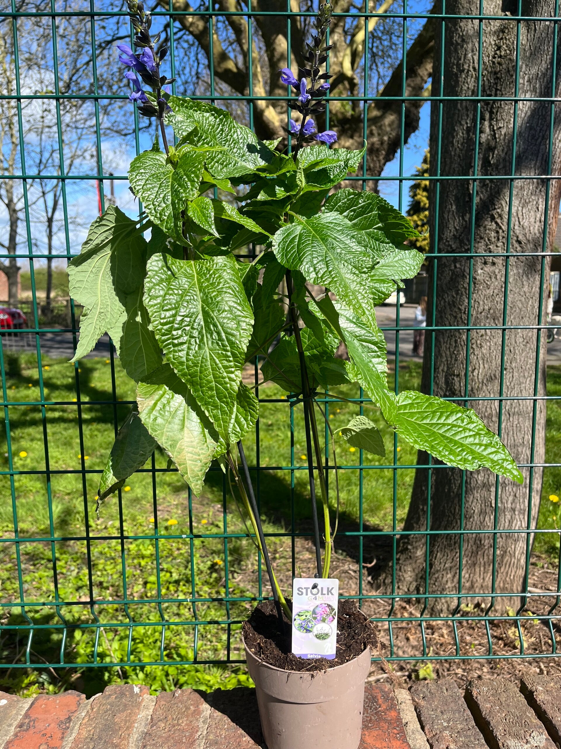 Salvia