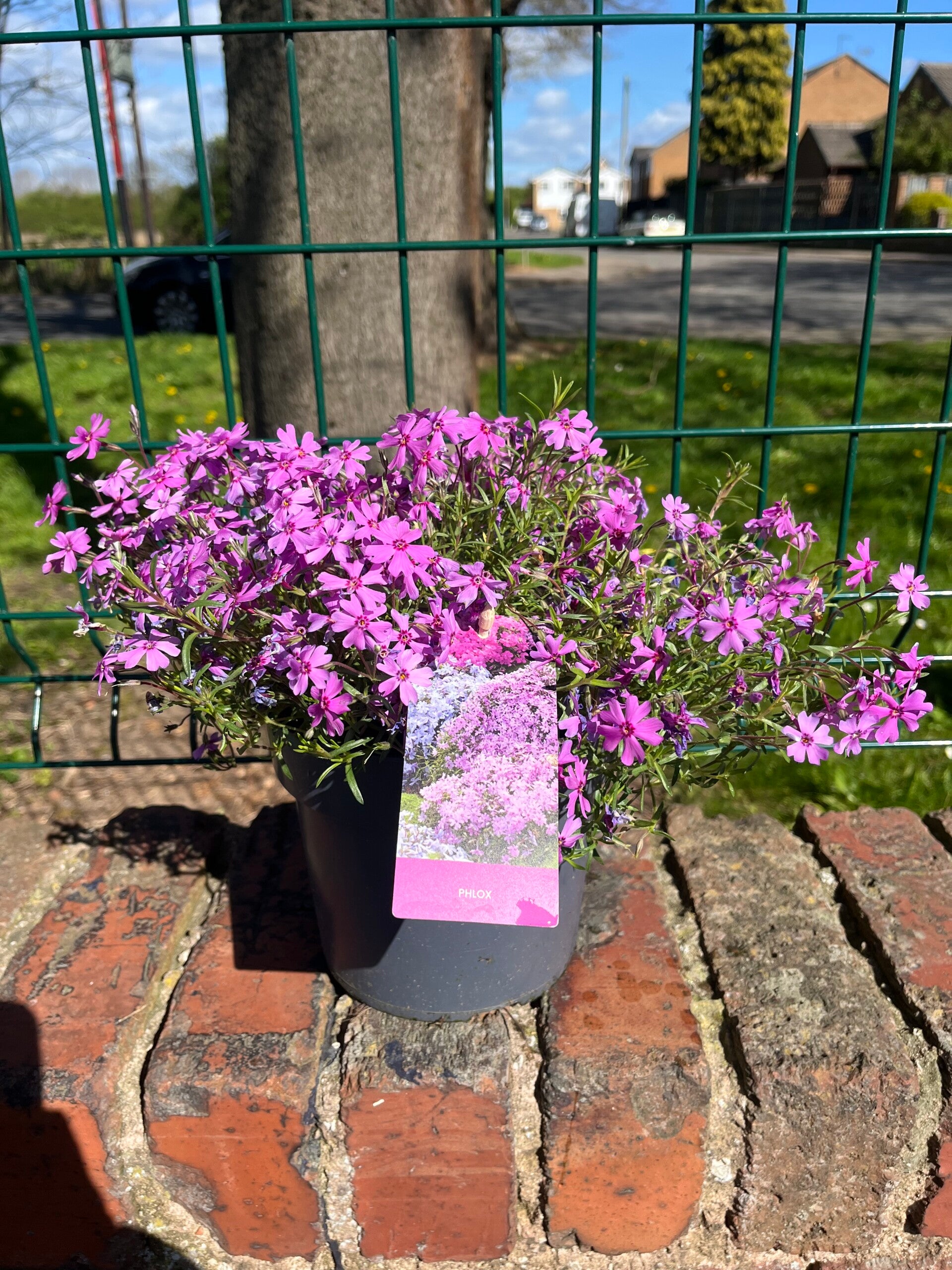 Campanula
