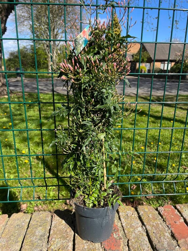 Jasmine