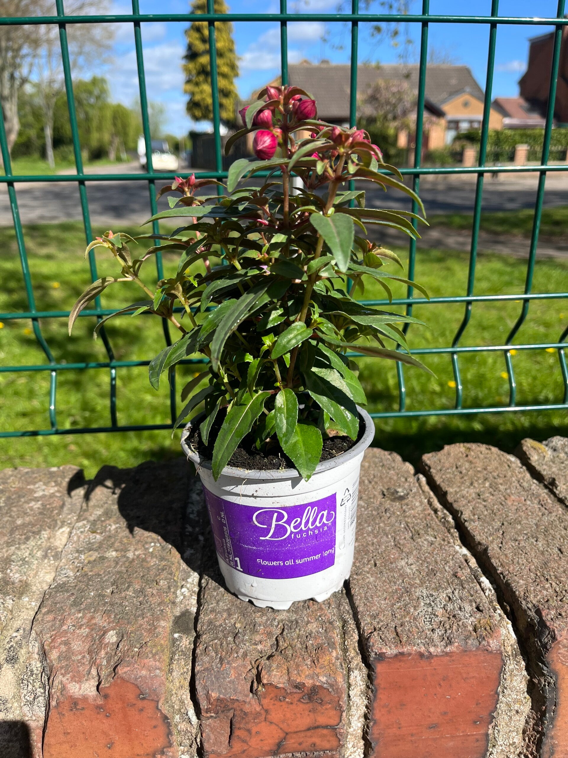 Fuchsia