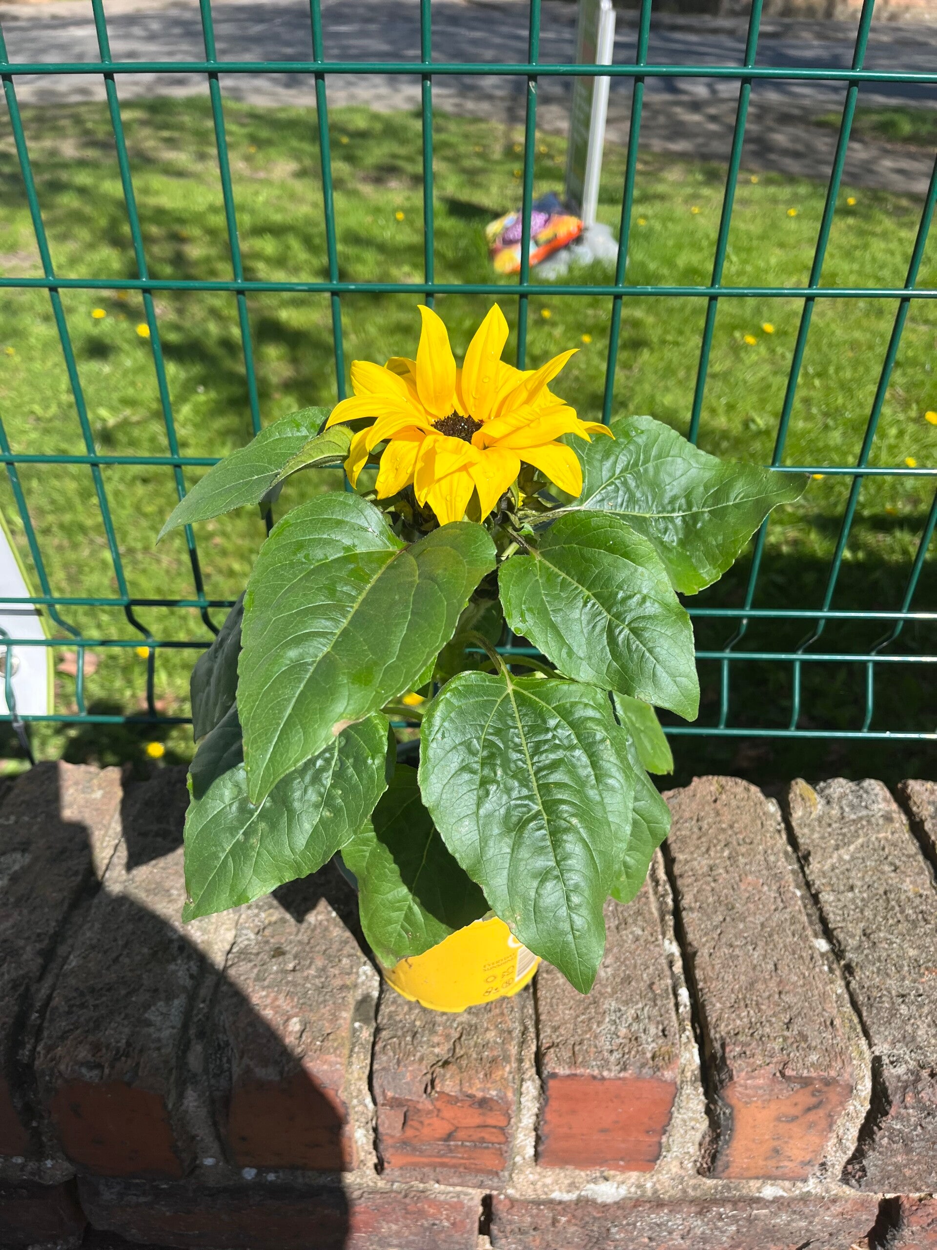 Sunflower