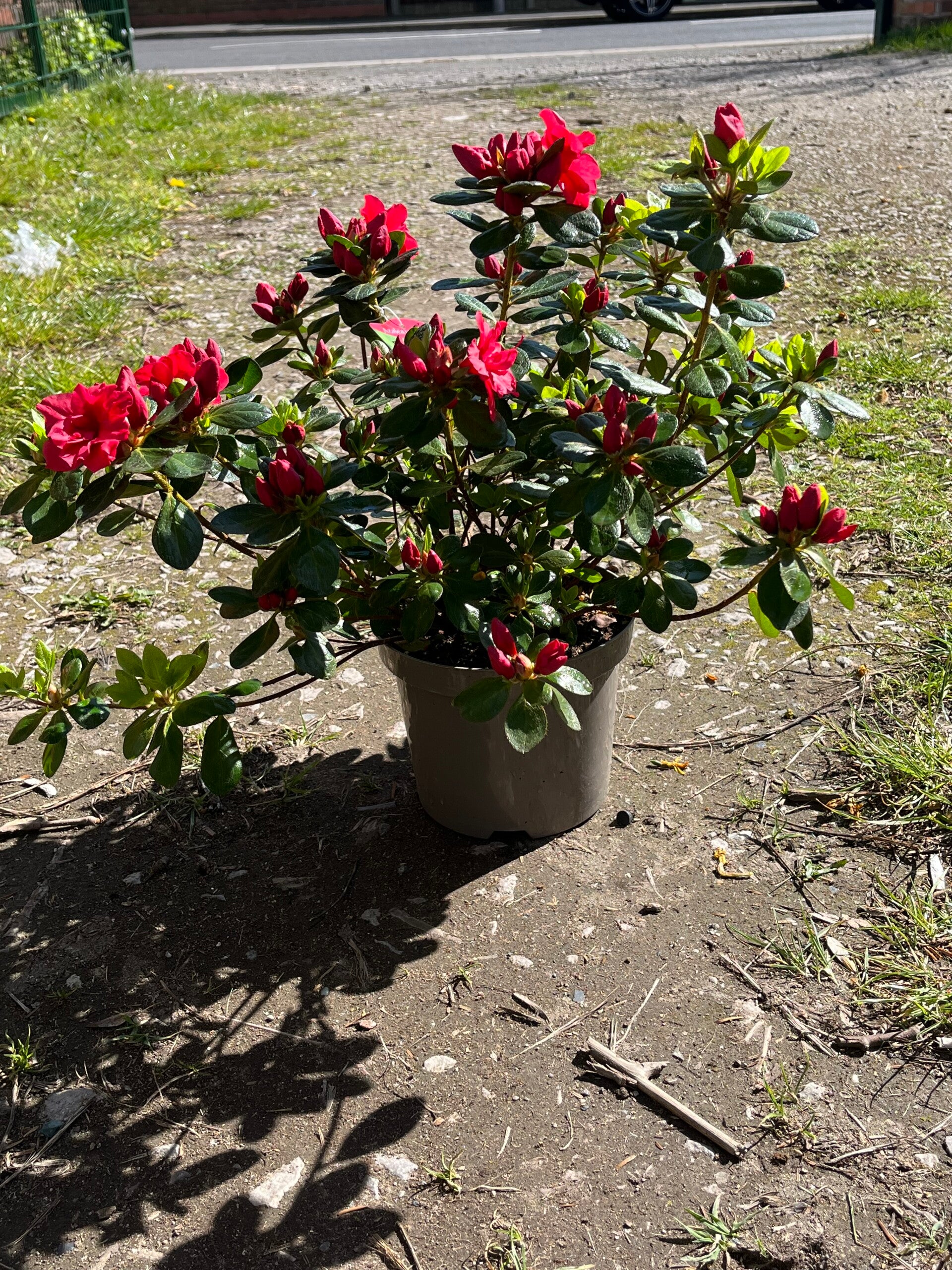 Azalea