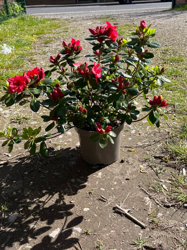 Azalea