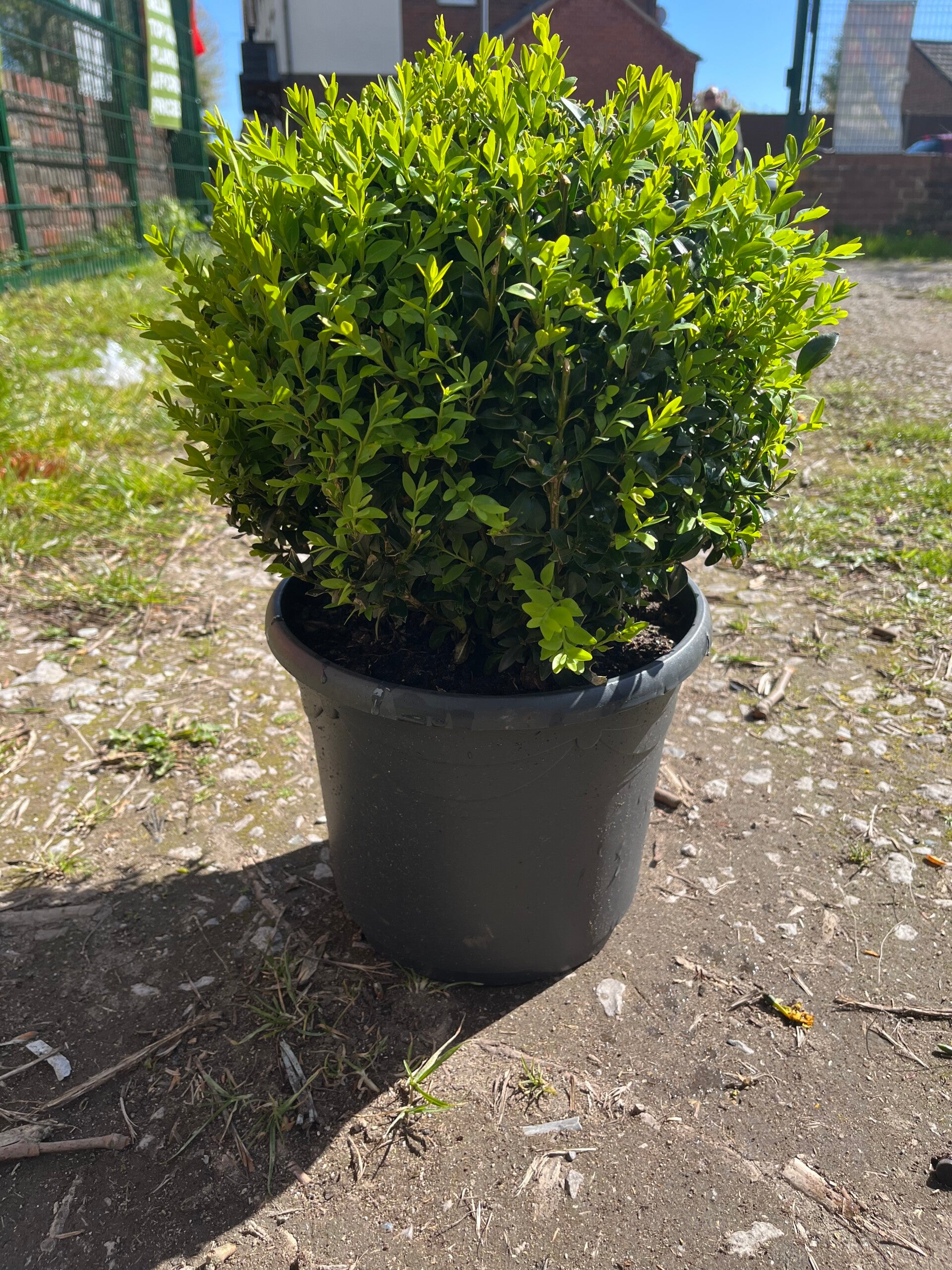 Buxus ball