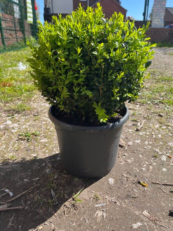 Buxus ball