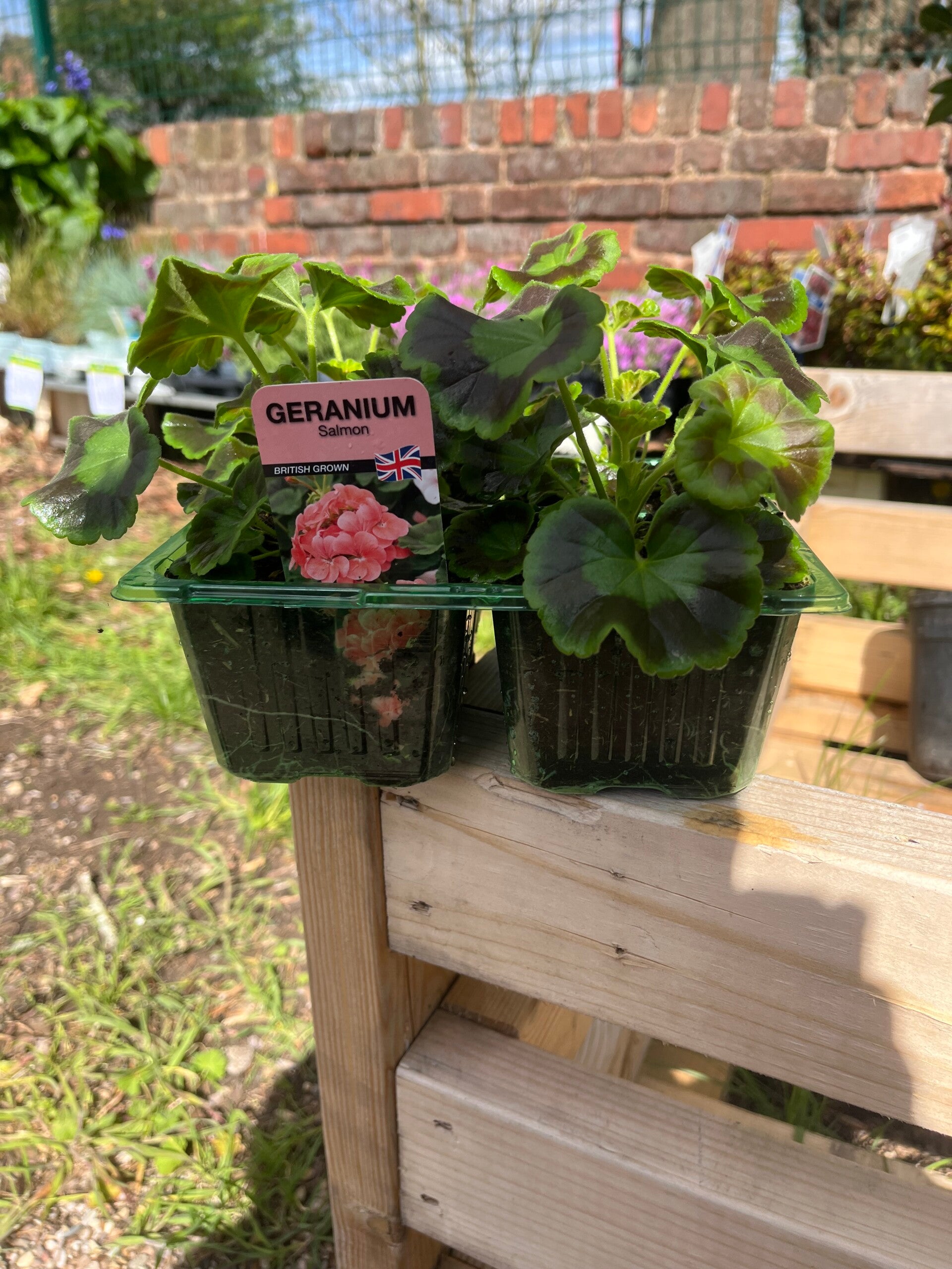 Geranium