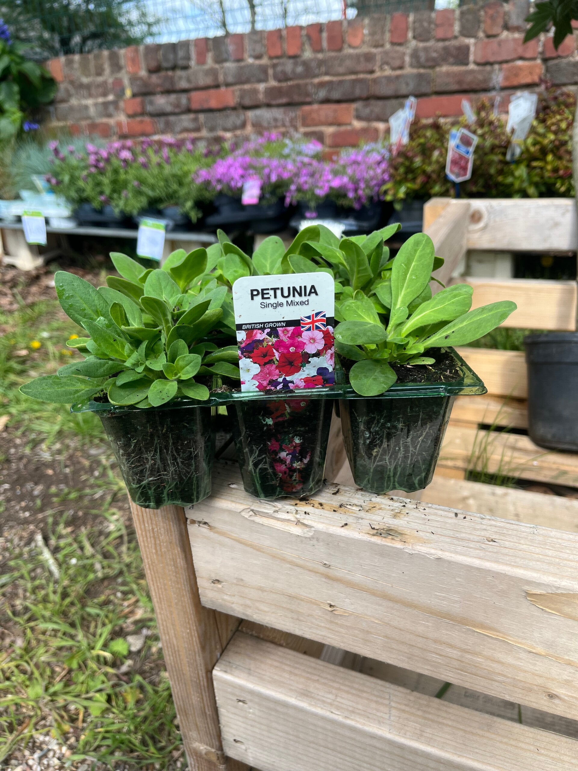 Petunia